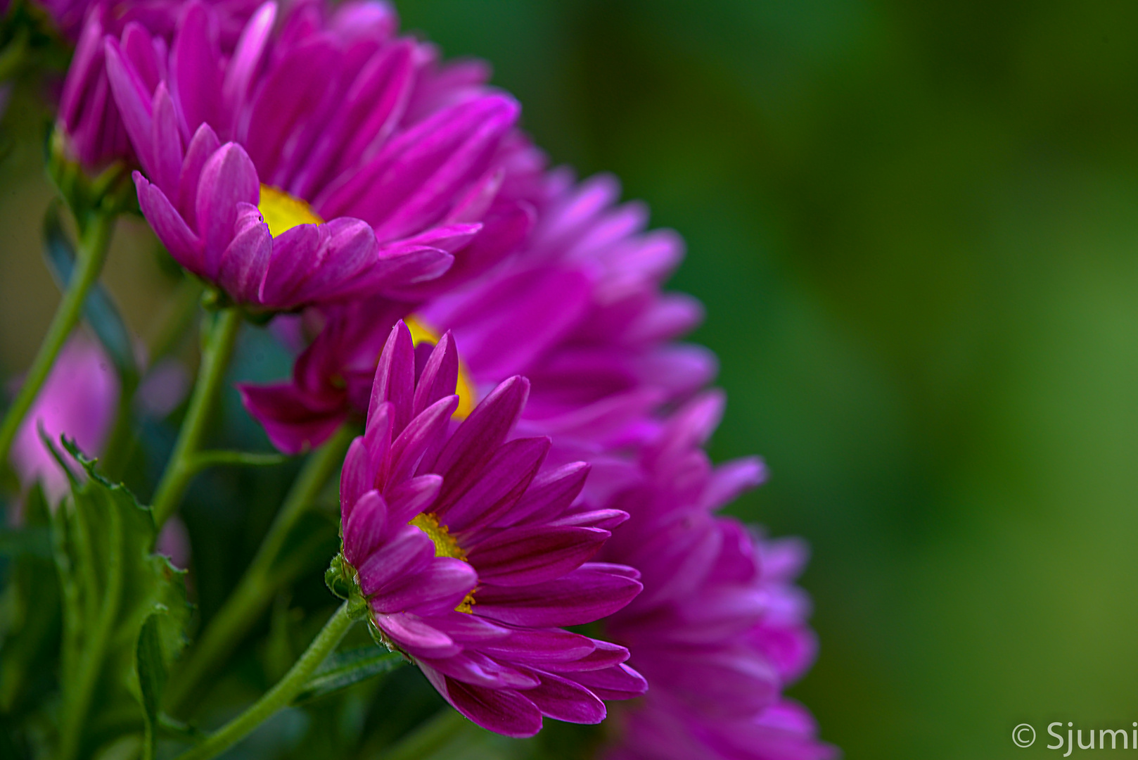 Flowers of autumn