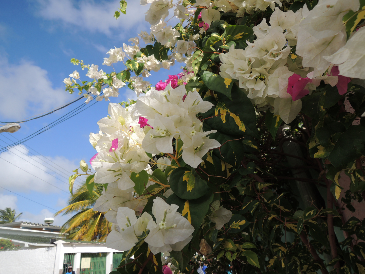 Flowers of Buganvilla (Bougainvillea spp)