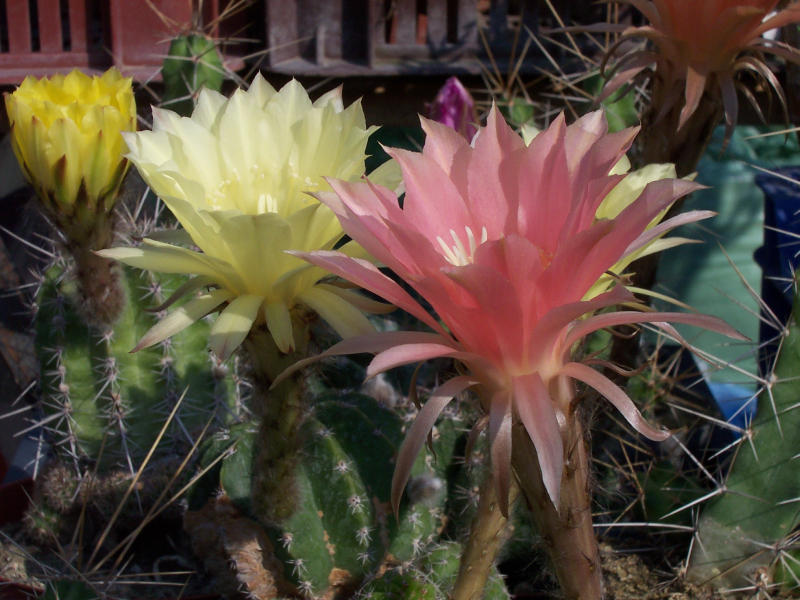 flowers of cacti