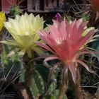 flowers of cacti