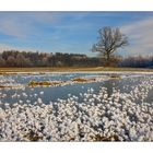 flowers of ice