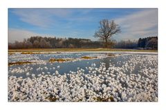 flowers of ice