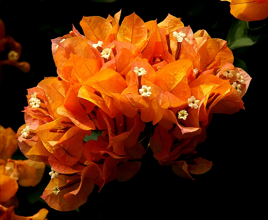 . . "Flowers of Lanarca Bay". .