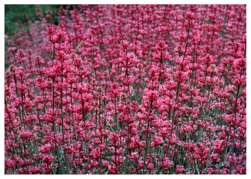 Flowers of Lebanon