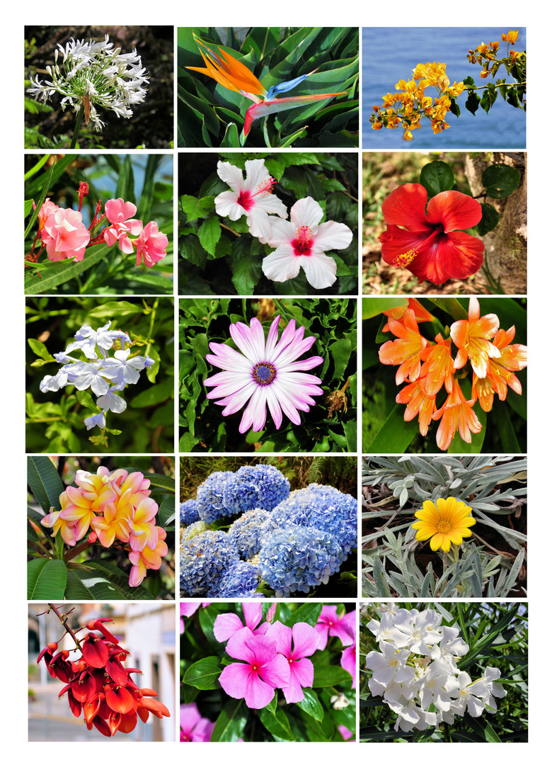 ~ flowers of madeira ~