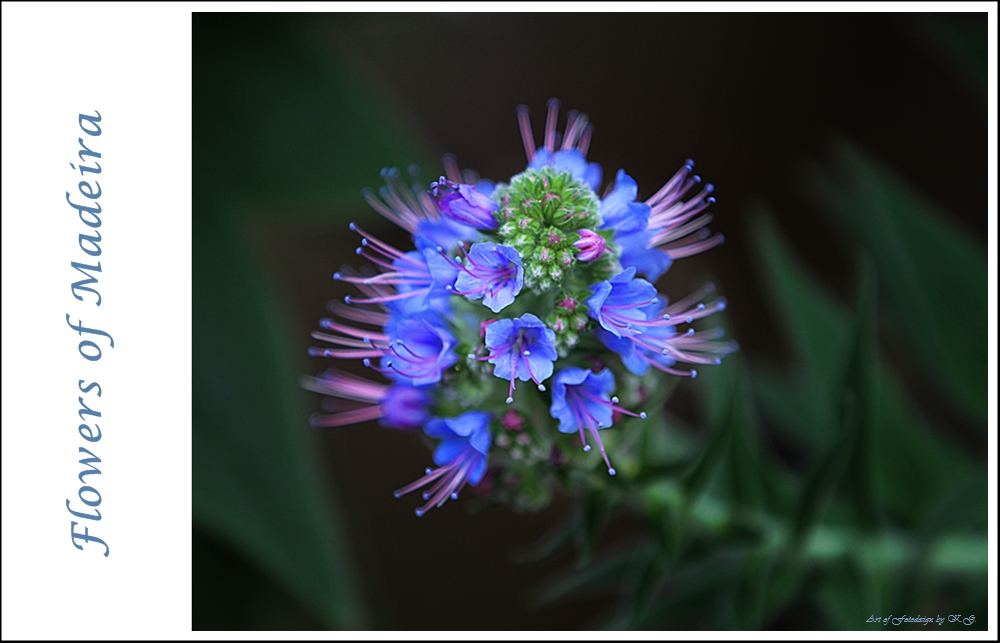 Flowers of Madeira