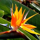 Flowers of MADEIRA I