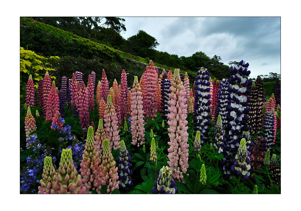 Flowers of Scotland