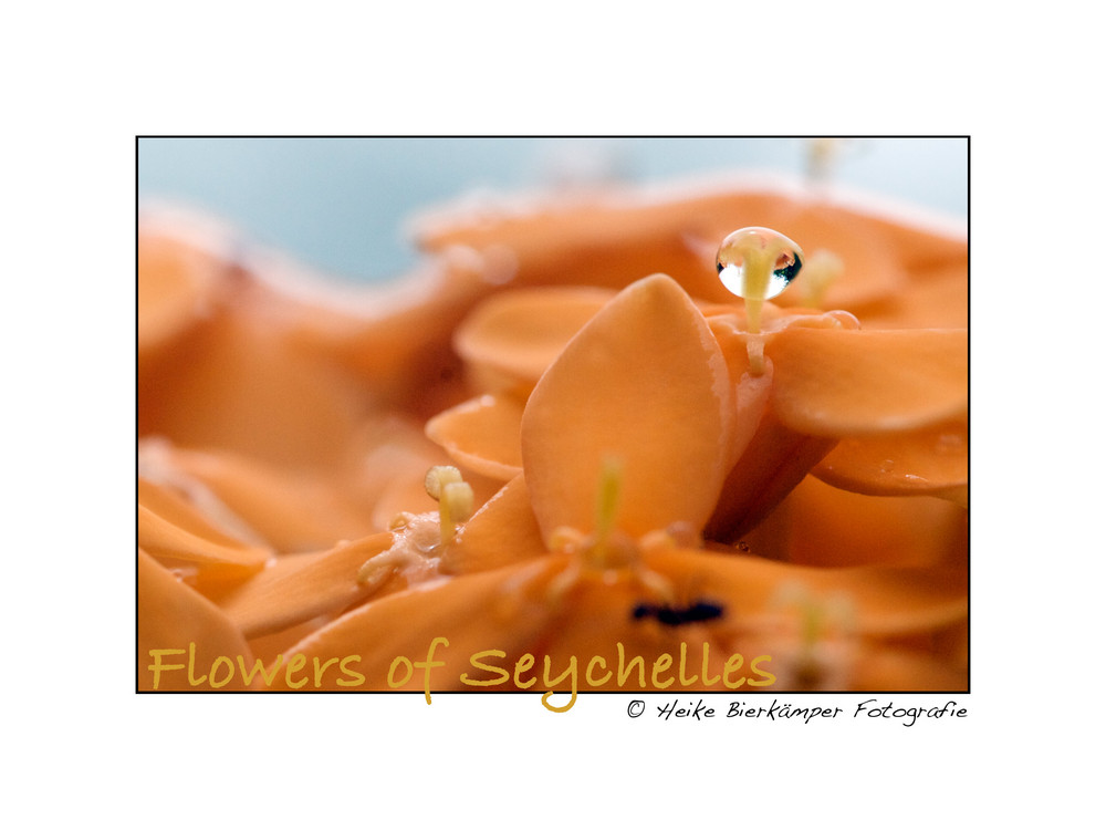 Flowers of Seychelles 1