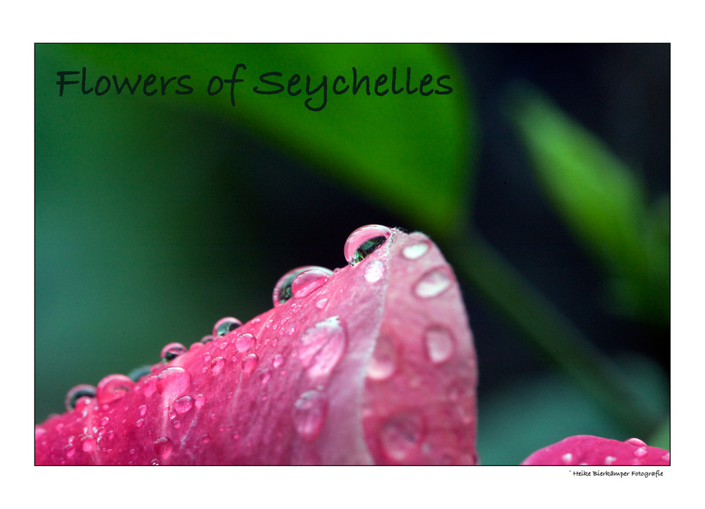 Flowers of Seychelles 2