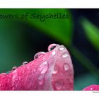 Flowers of Seychelles 2