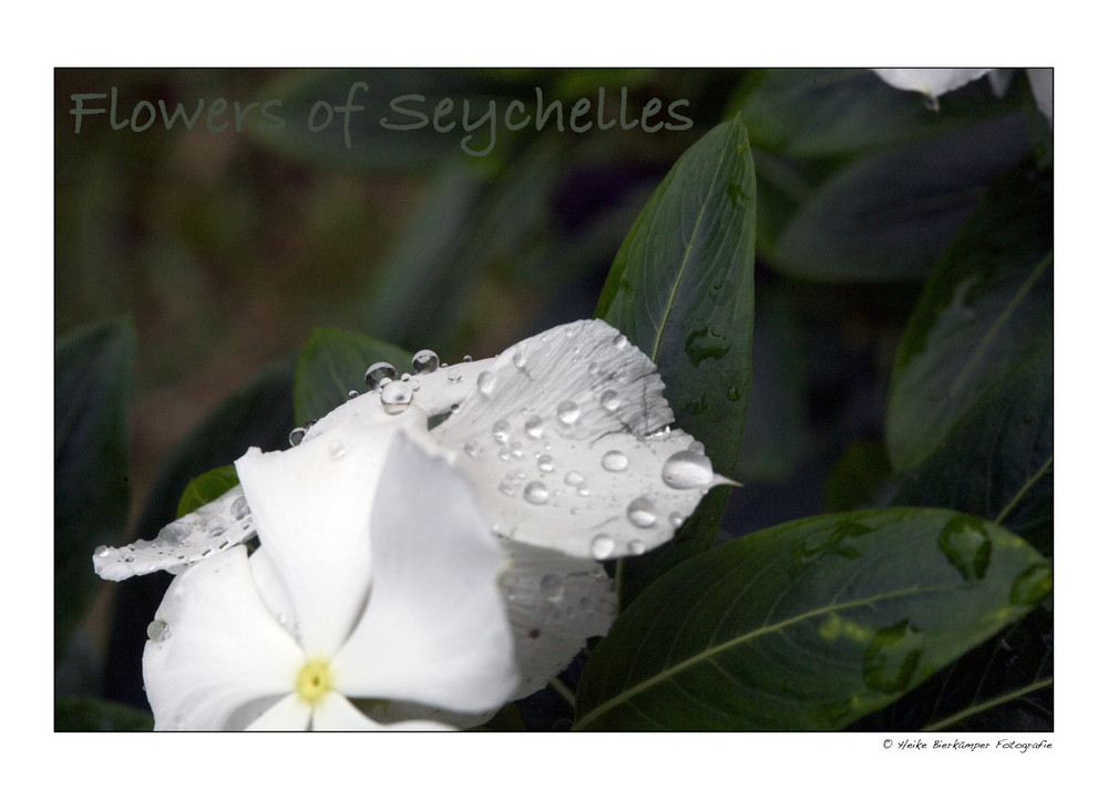 Flowers of Seychelles 3
