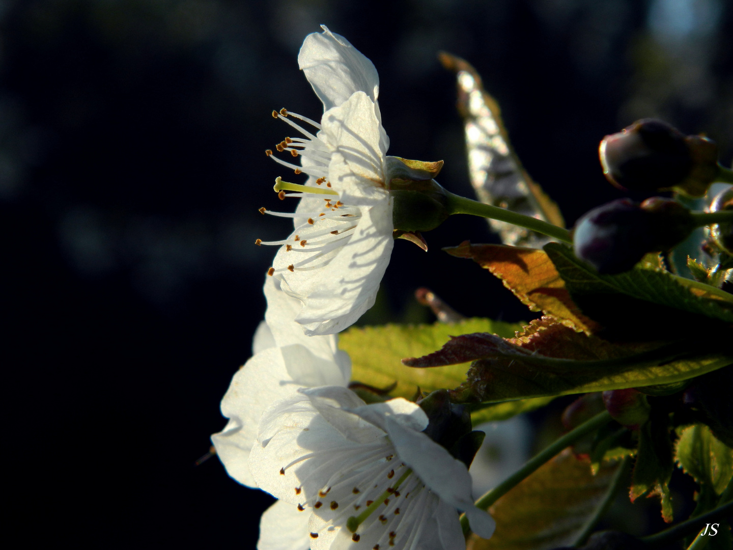 flowers of spring