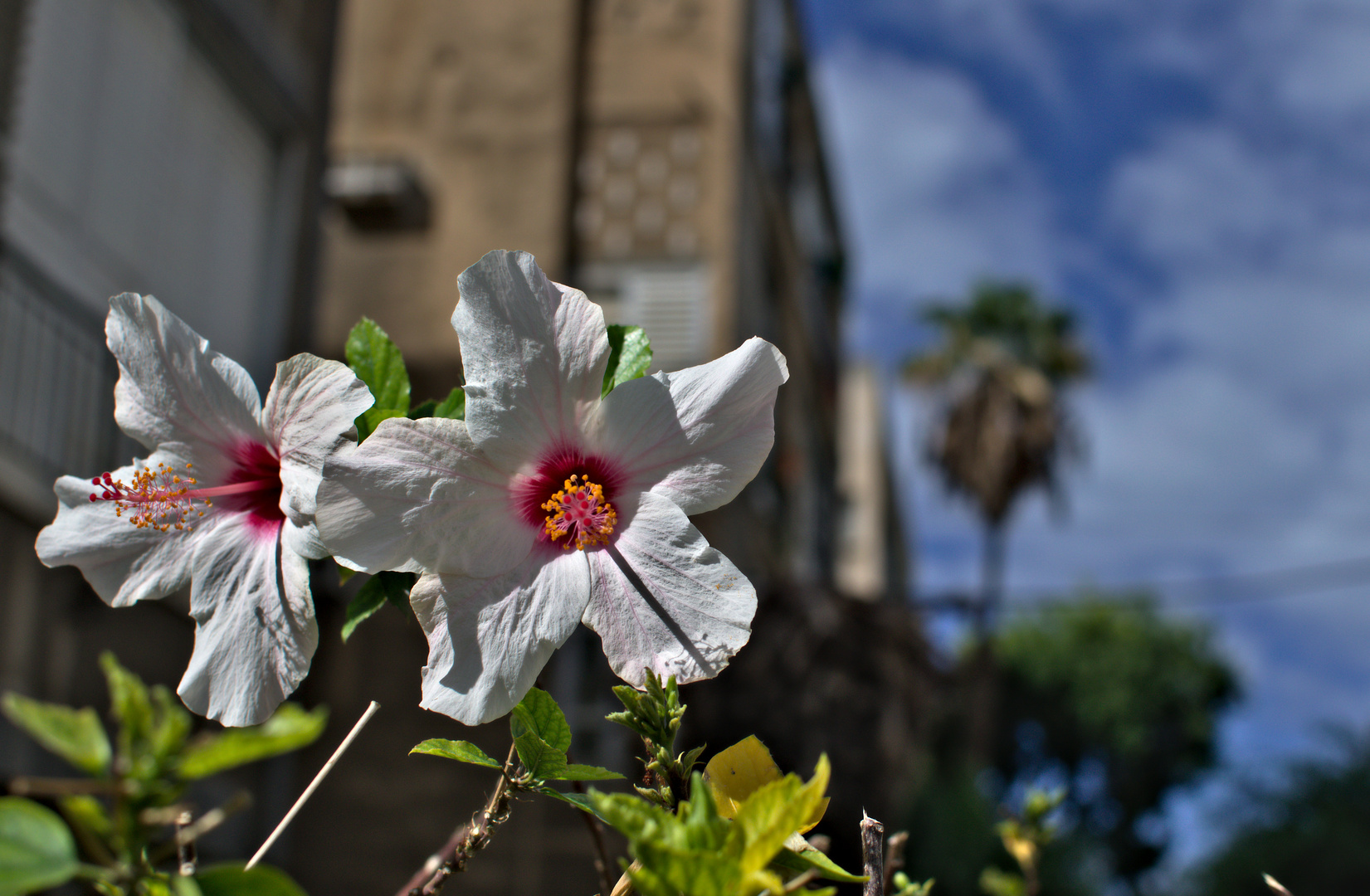 Flowers of Tel Aviv