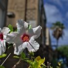 Flowers of Tel Aviv