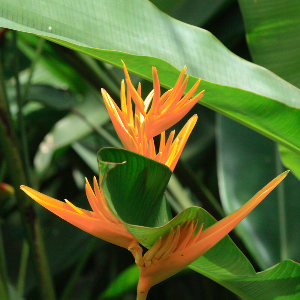 Flowers of Thailand