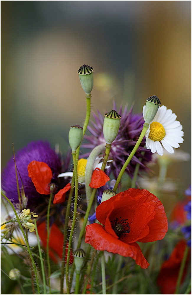 Flowers of The Meadow