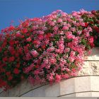 Flowers of the roof