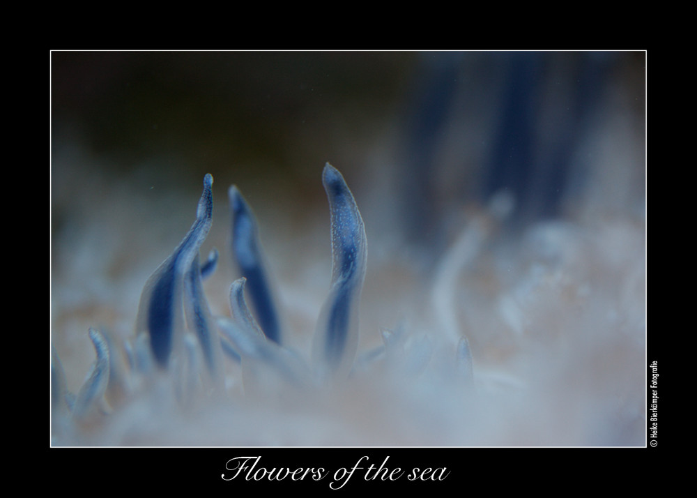 Flowers of the sea 2