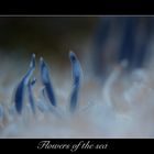 Flowers of the sea 2
