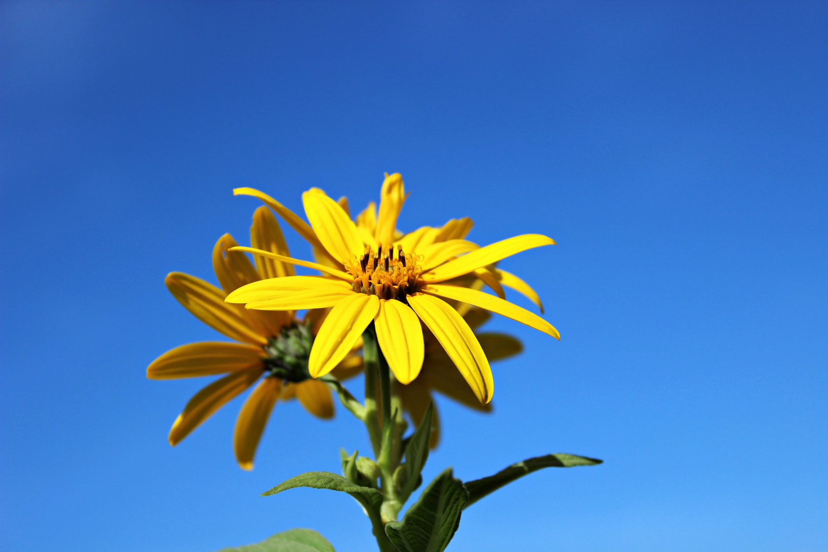 Flowers of the sky!