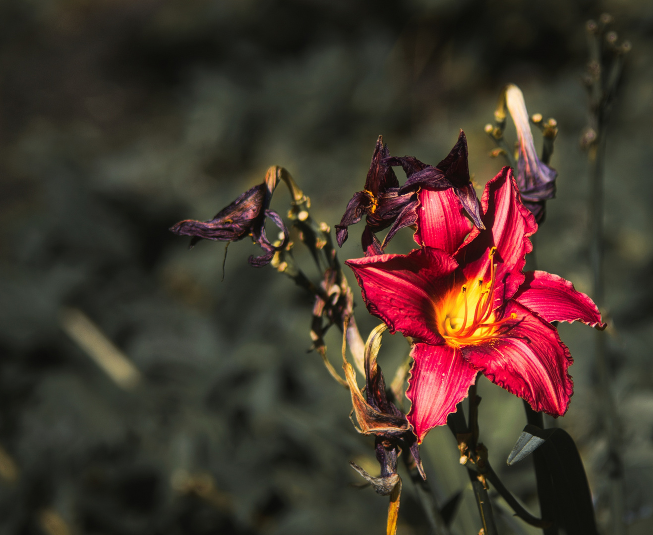 Flowers on a grave