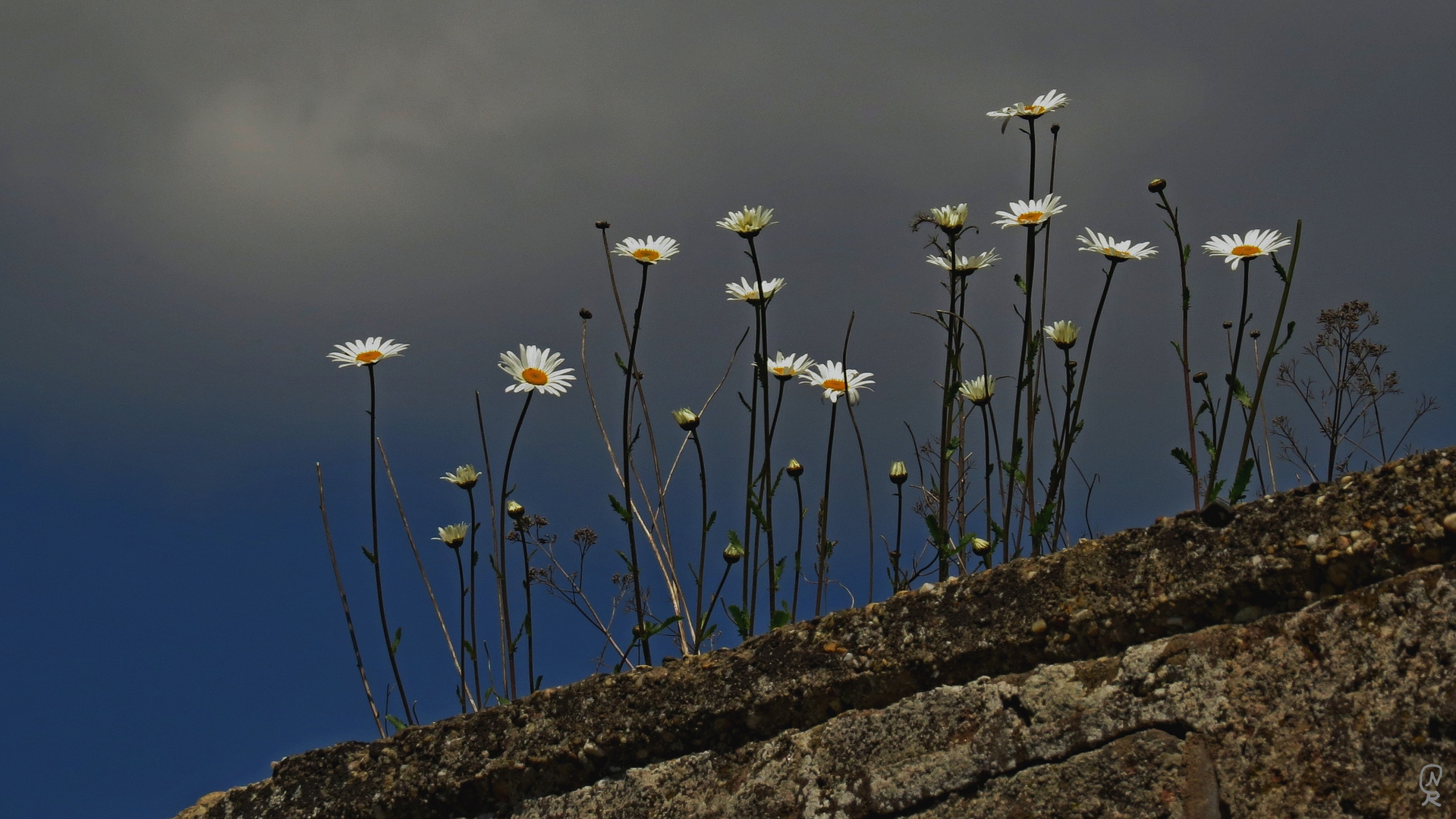 Flowers On A Wall