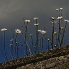 Flowers On A Wall