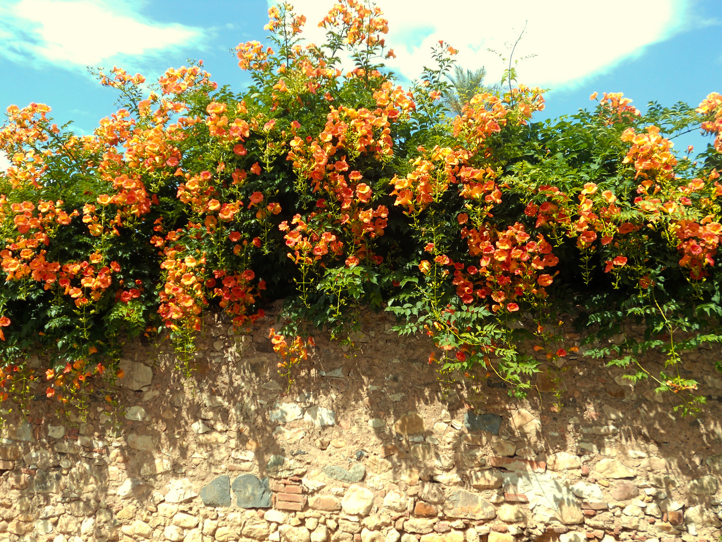 Flowers on a Wall