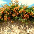Flowers on a Wall