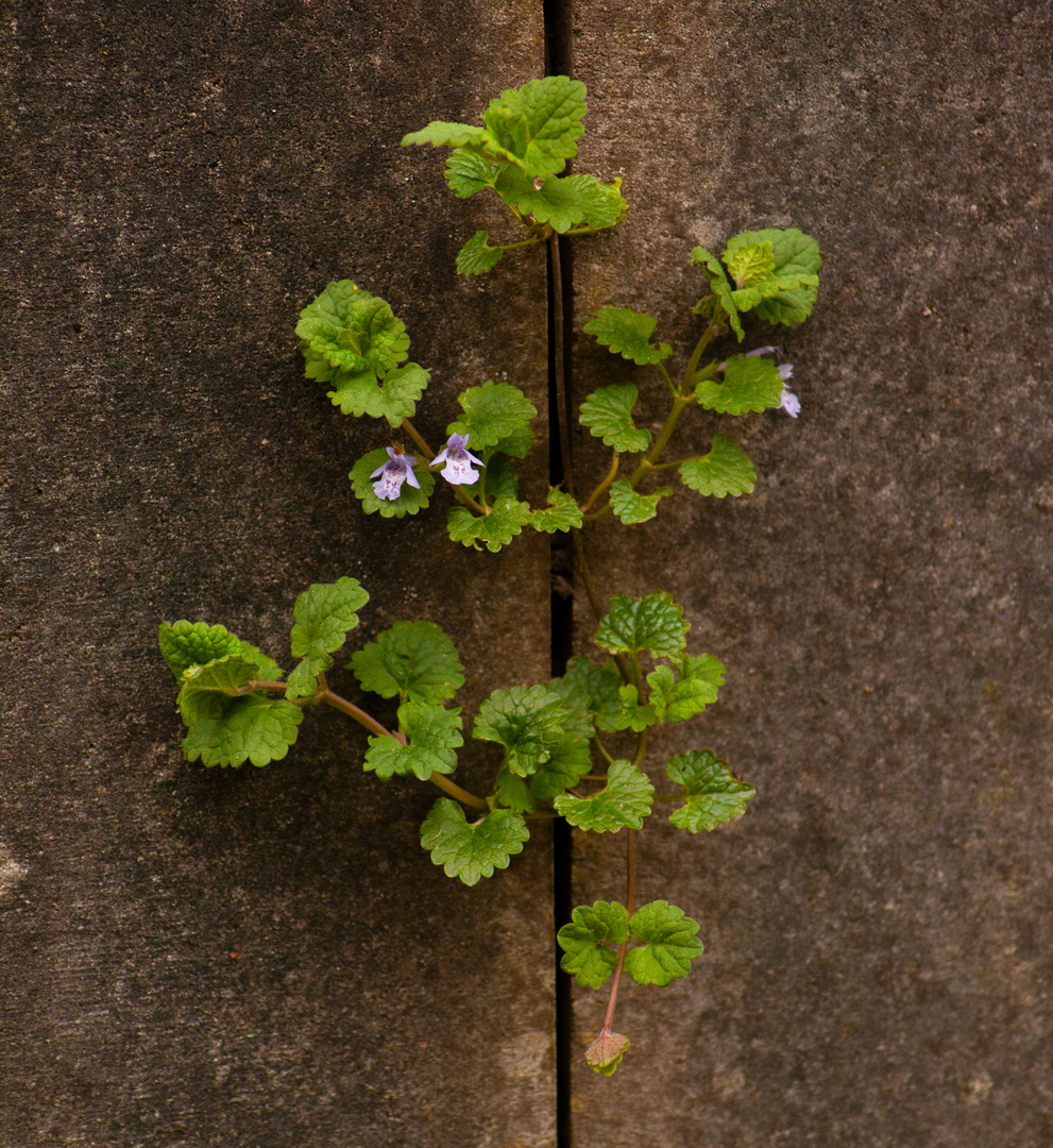 Flowers On Concrete Wall