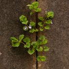 Flowers On Concrete Wall