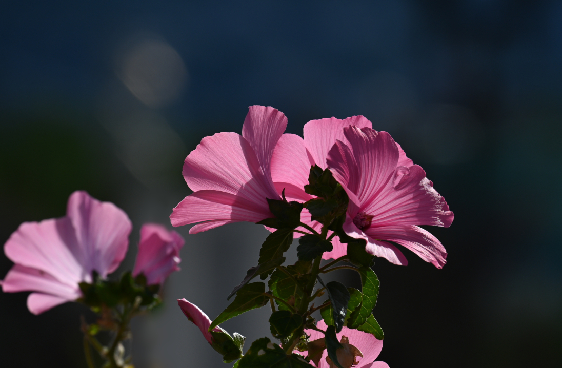 flowers on main street 