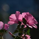 flowers on main street 