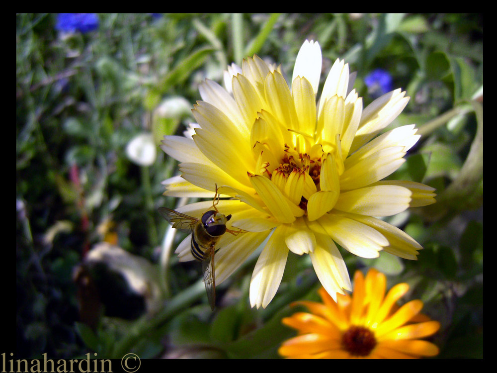 flowers on summer, it so beautiful