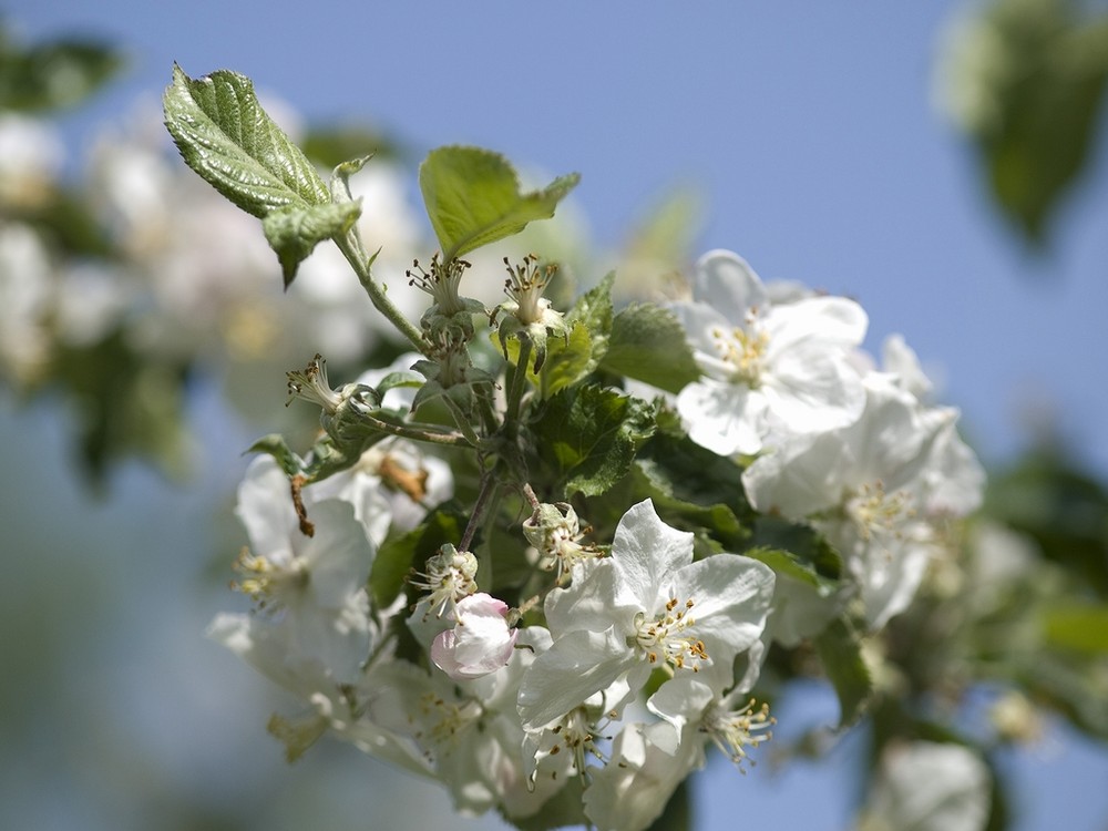 Flowers on the apple tree 2