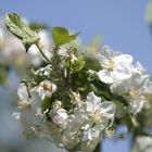 Flowers on the apple tree 2