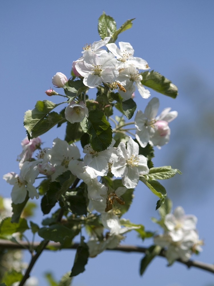 Flowers on the apple tree