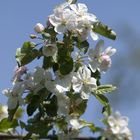 Flowers on the apple tree