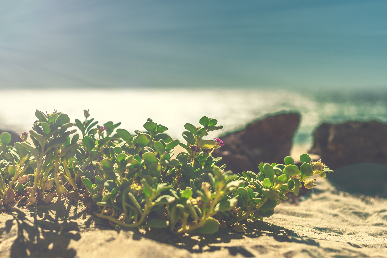 Flowers on the Beach