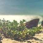 Flowers on the Beach