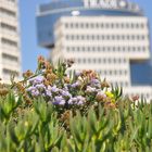 flowers on the beach