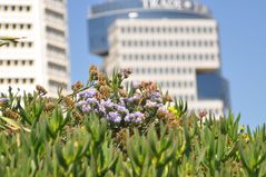 flowers on the beach