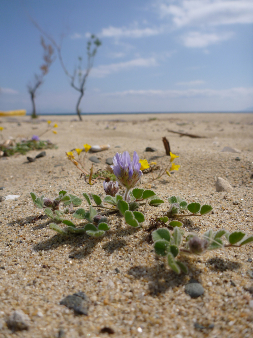 flowers on the beach