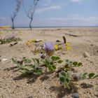 flowers on the beach