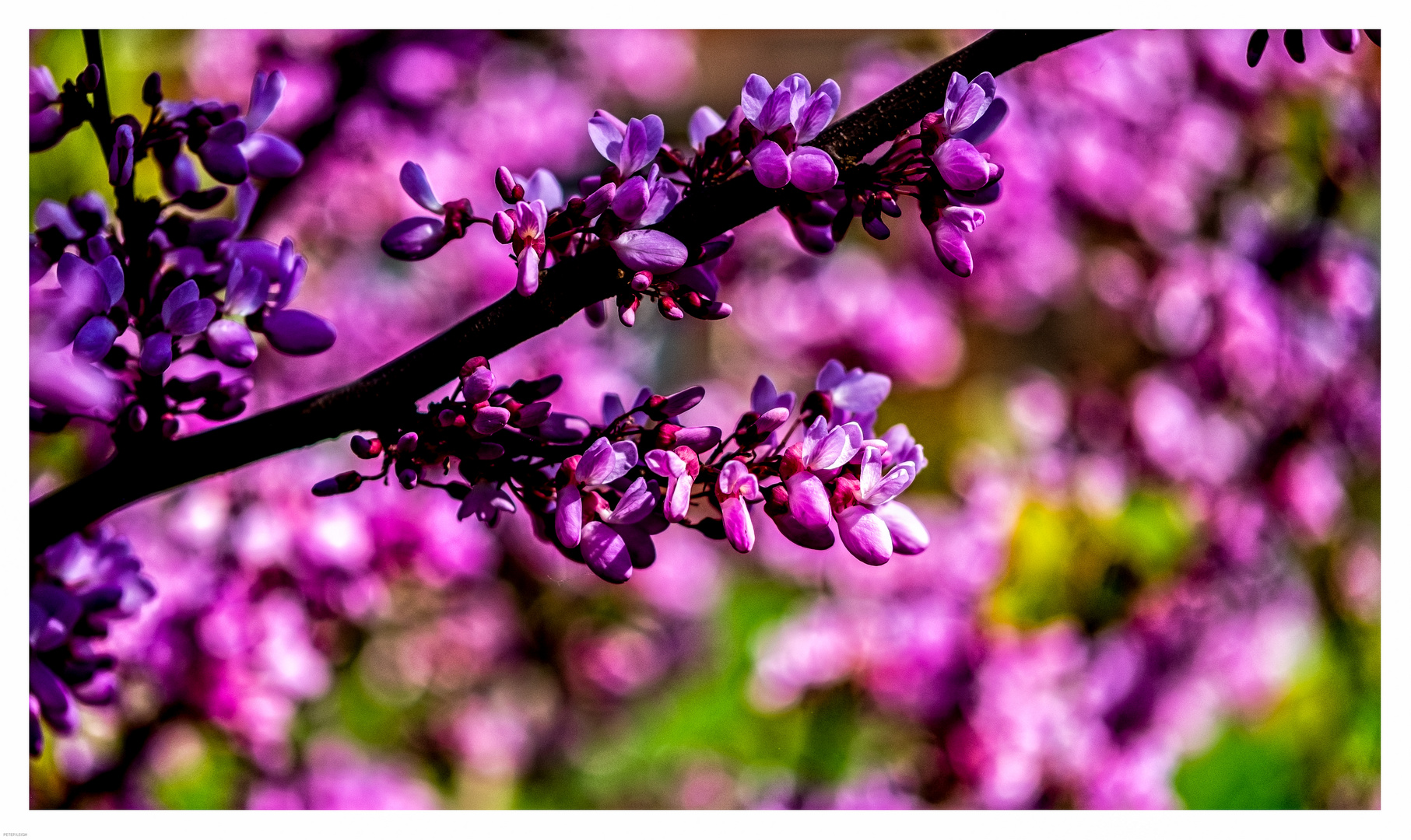 Flowers on the Judas Tree