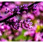 Flowers on the Judas Tree