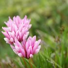 Flowers on the Mountains