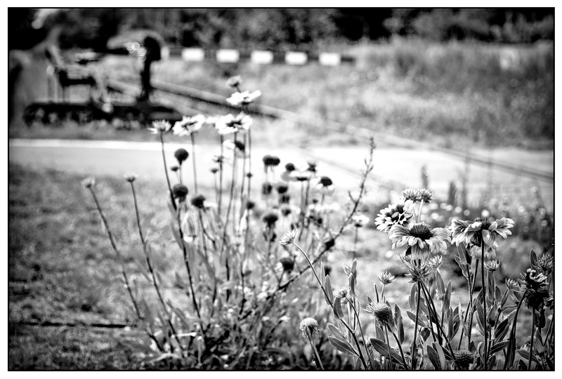 flowers on the railway