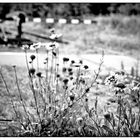 flowers on the railway